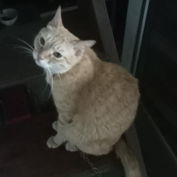 Profile photo of Hoàng Phạm