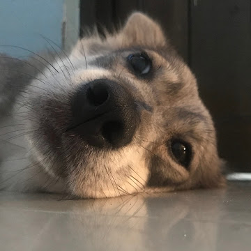 Profile photo of Duplt