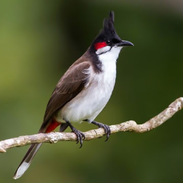 Profile photo of Thịnh Nguyễn